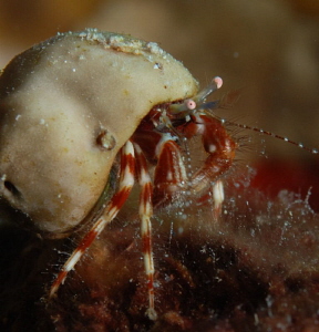 Hermit Crab  Bloodlet Bonaire by John Roach 